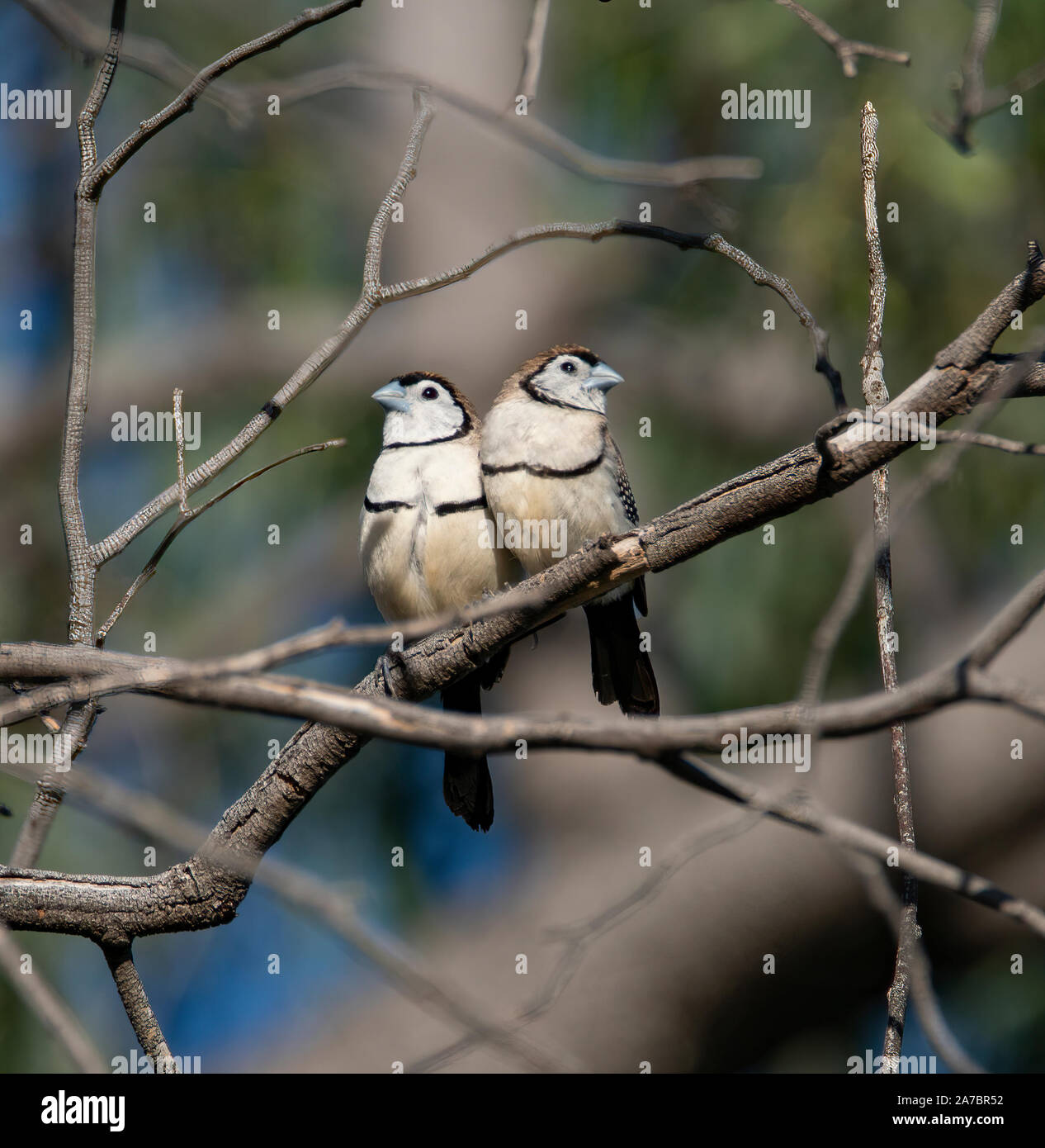 A  pair of Double-barred Finches snuggled close and showing affection to each other Stock Photo