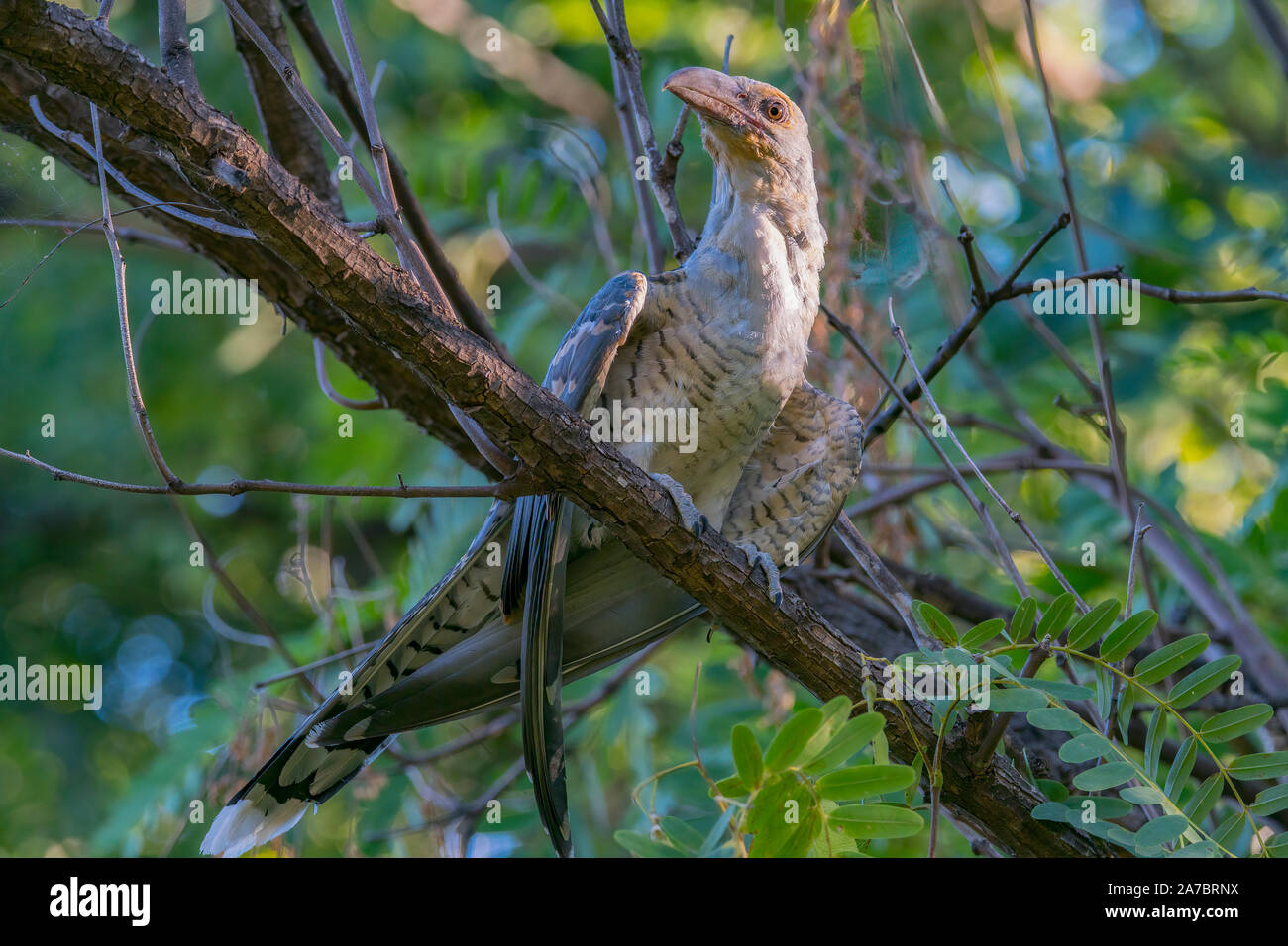 An Immature Channel-billed Cuckoo, the largest cuckoo, perched on a branch whilst calling to it's foster parents to be fed. Stock Photo