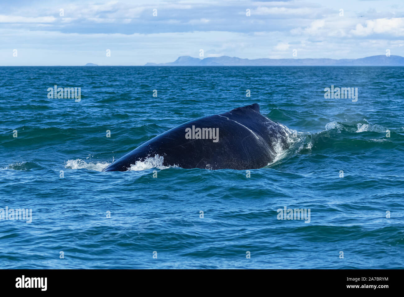 Humpback Whale Swimming In Canada In The Saint Laurent Gulf With
