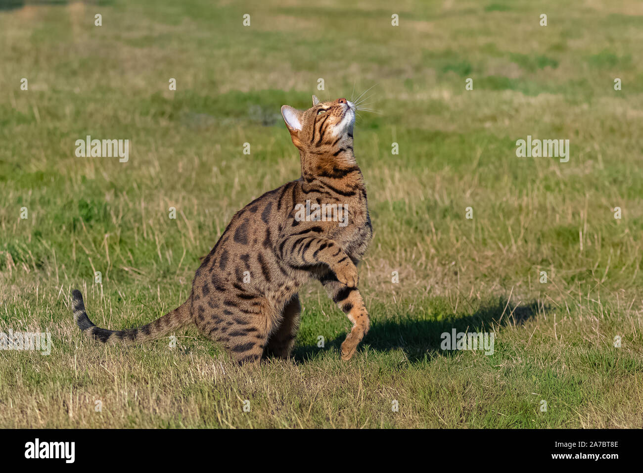 Bengal cat jumping in the garden, beautiful pet trying to catch