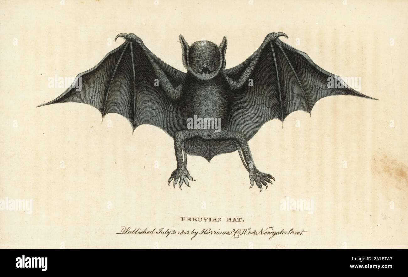 Greater bulldog bat or fisherman bat, Noctilio leporinus. (Peruvian bat