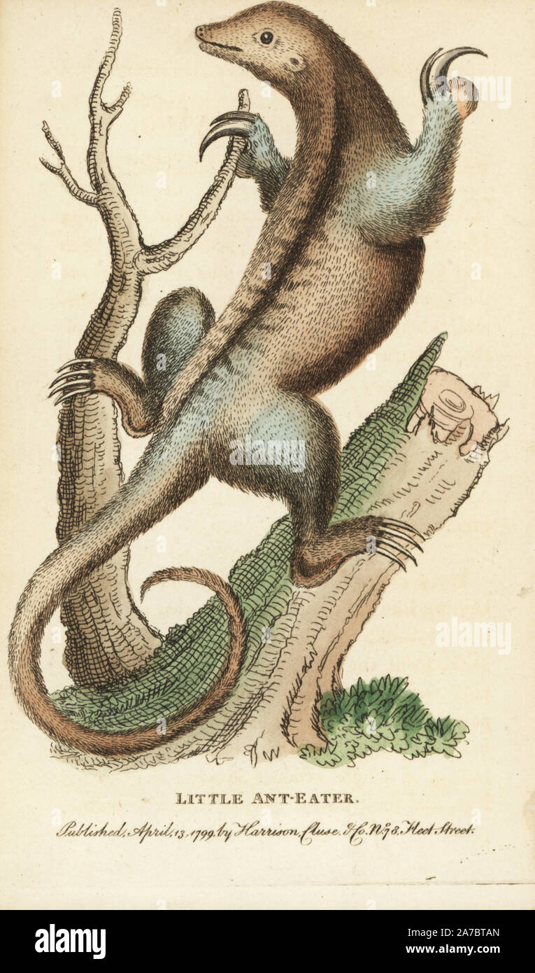 Silky anteater, Cyclopes didactylus. Illustration copied from George Edwards. Handcoloured copperplate engraving from 'The Naturalist's Pocket Magazine,' Harrison, London, 1799. Stock Photo