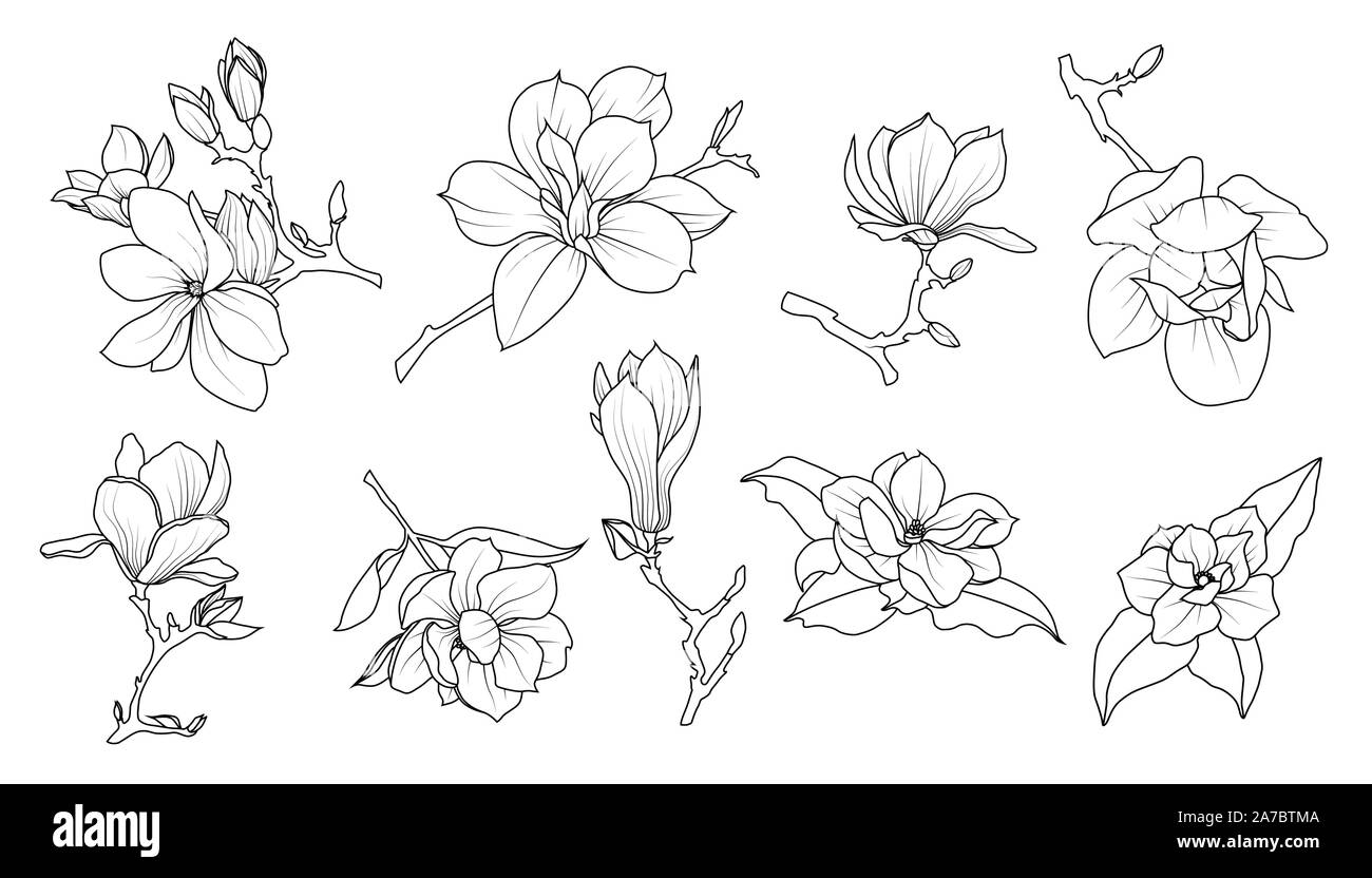 Magnolia flowers line art set. Tattoo Design. Decorative flowering plants. Vector illustration Stock Vector