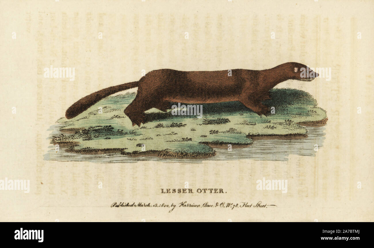 European or Russian mink, Mustela lutreola. (Lesser otter) Critically ...