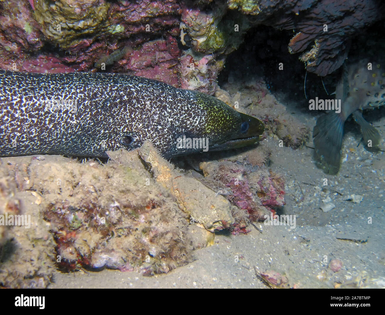 Undulated Moray Eel (Gymnothorax undulatus Stock Photo Alamy
