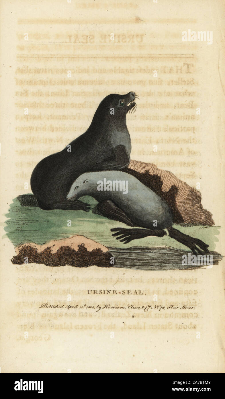 Northern fur seal, Callorhinus ursinus. Vulnerable. (Ursine seal, Phoca ursina) Handcoloured copperplate engraving from "The Naturalist's Pocket Magazine," Harrison, London, 1800. Stock Photo