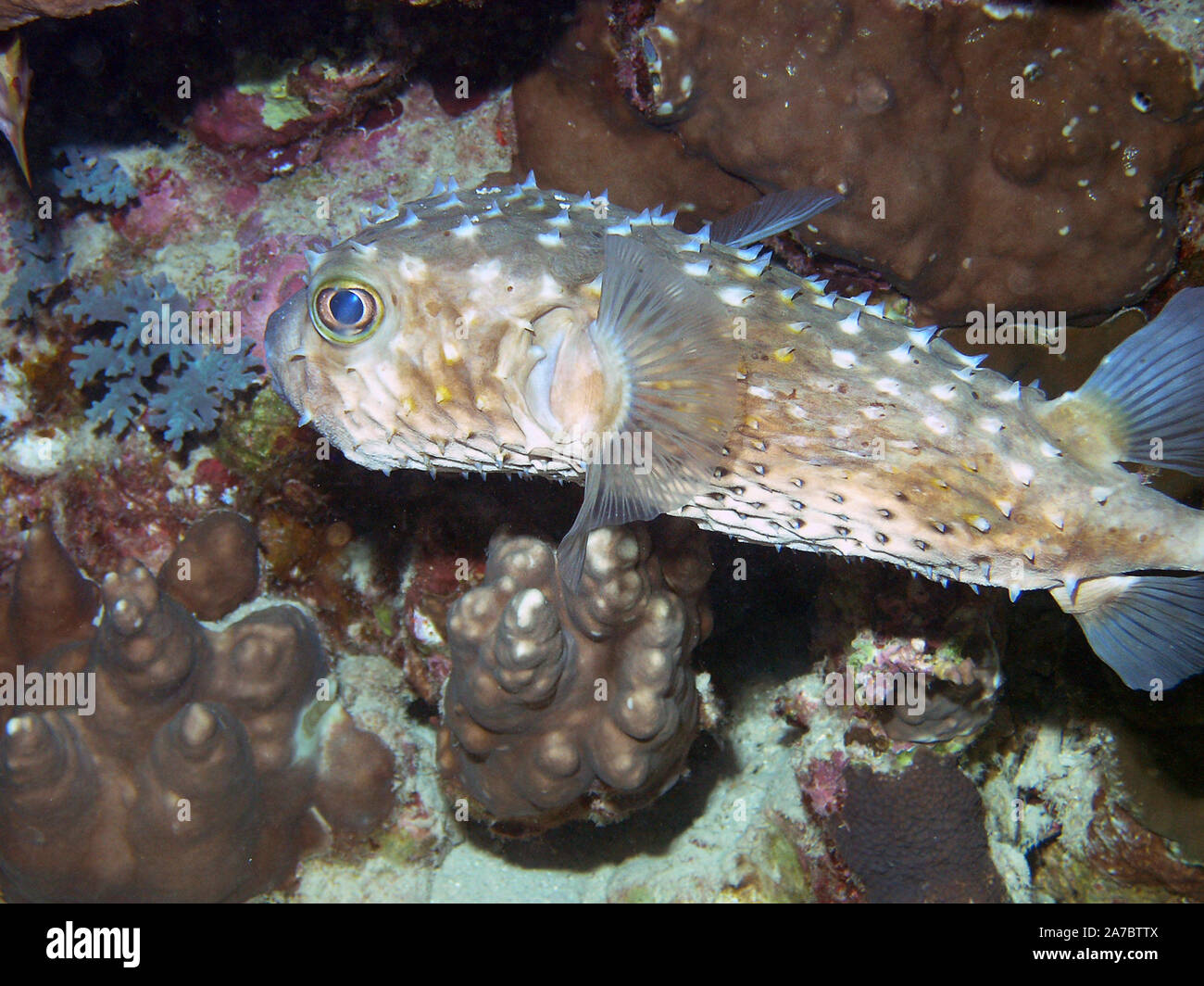 Yellow-spotted Burrfish (Cyclichthys spilostylus) Stock Photo