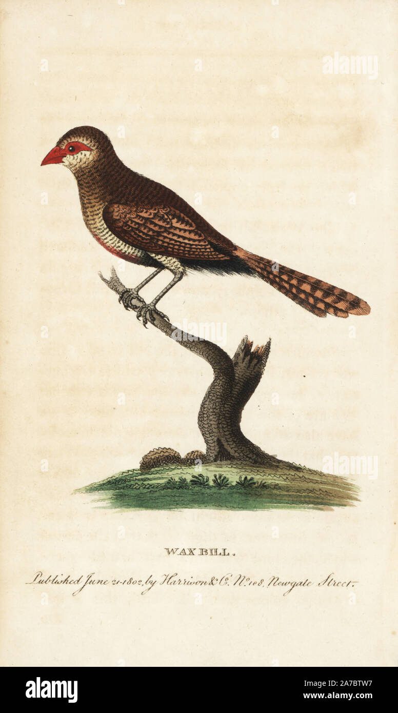 Waxbill, Estrilda astrild (Loxia astrild). Illustration copied from George Edwards. Handcoloured copperplate engraving from 'The Naturalist's Pocket Magazine,' Harrison, London, 1802, the very rare eighth volume of the series. Stock Photo