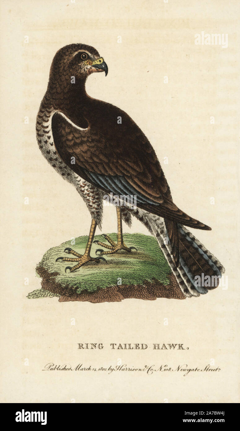 American harrier, Circus hudsonius. (Ring tailed hawk, Falco hudsonius) Illustration copied from George Edwards. Handcoloured copperplate engraving from 'The Naturalist's Pocket Magazine,' Harrison, London, 1802. Stock Photo