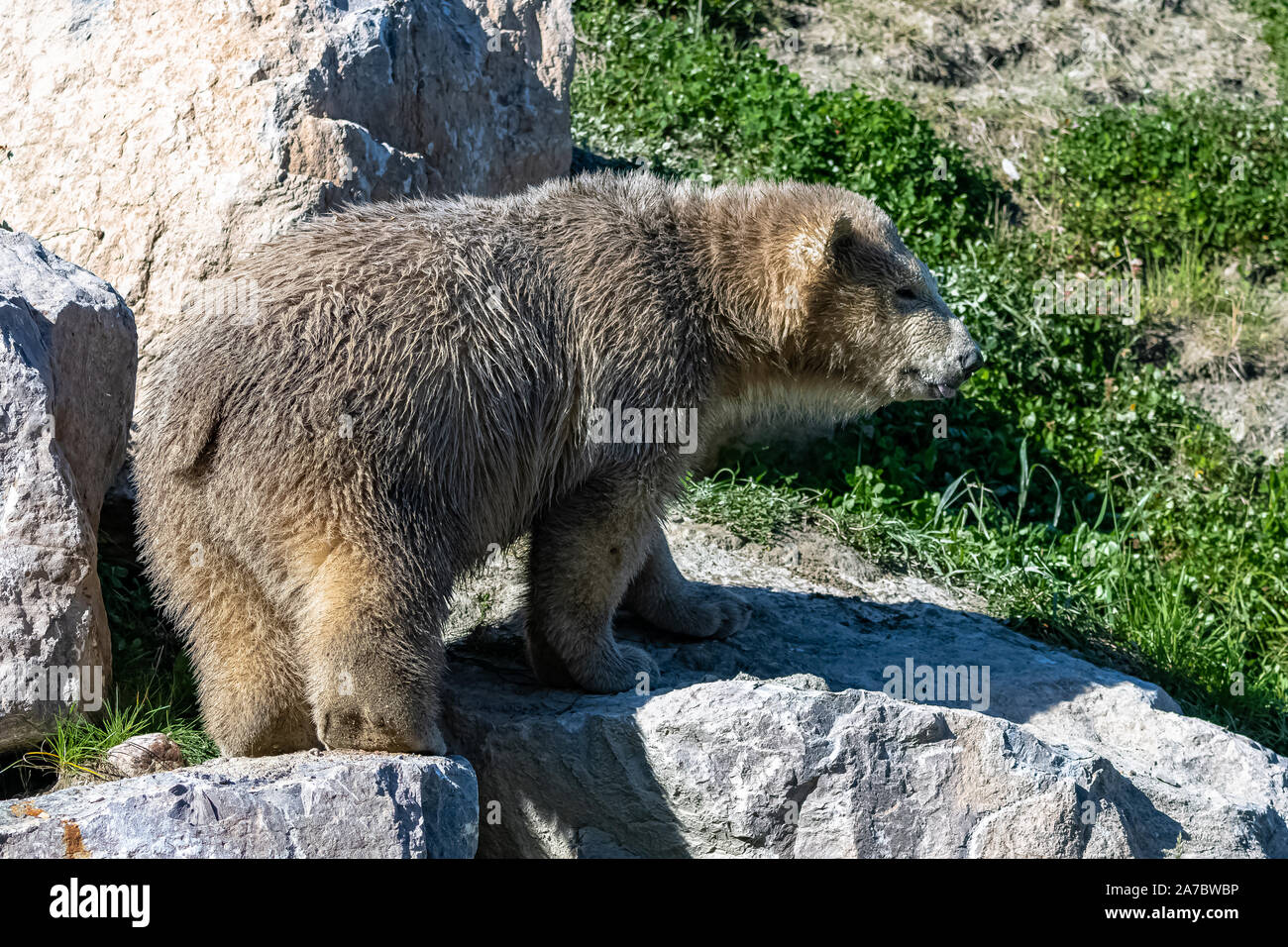Baby Polar Bear High Resolution Stock Photography and Images - Alamy