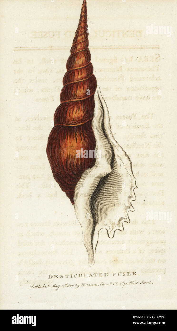 Denticulated fusee shell, Tibia fusus conch shell. Illustration copied ...
