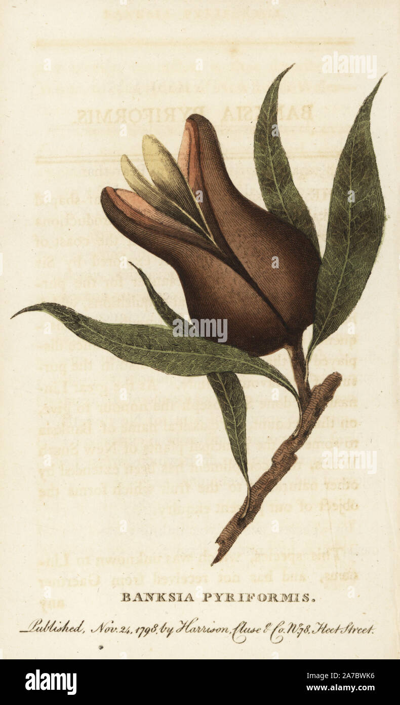 Woody pear, Xylomelum pyriforme, of New South Wales. (Banksia pyriformis)  Handcoloured copperplate engraving from 'The Naturalist's Pocket Magazine,' Harrison, London, 1798. Stock Photo