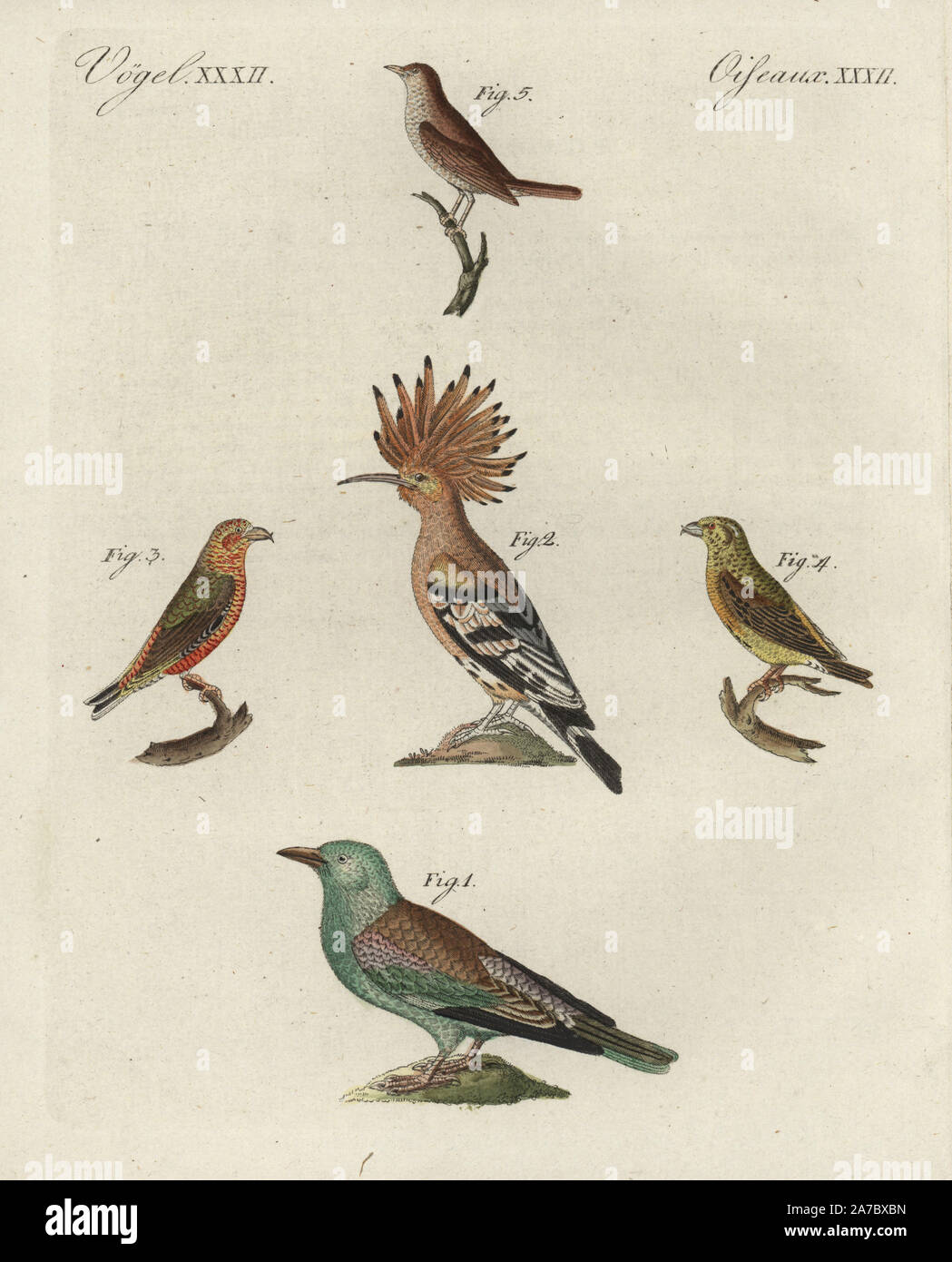 European roller, Coracias garrulus 1 (near threatened), hoopoe, Upupa epops  2, red crossbill, Loxia curvirostra (red 3, yellow 4), and thrush  nightingale, Luscinia luscinia 5. Handcoloured copperplate engraving from  Bertuch's "Bilderbuch fur