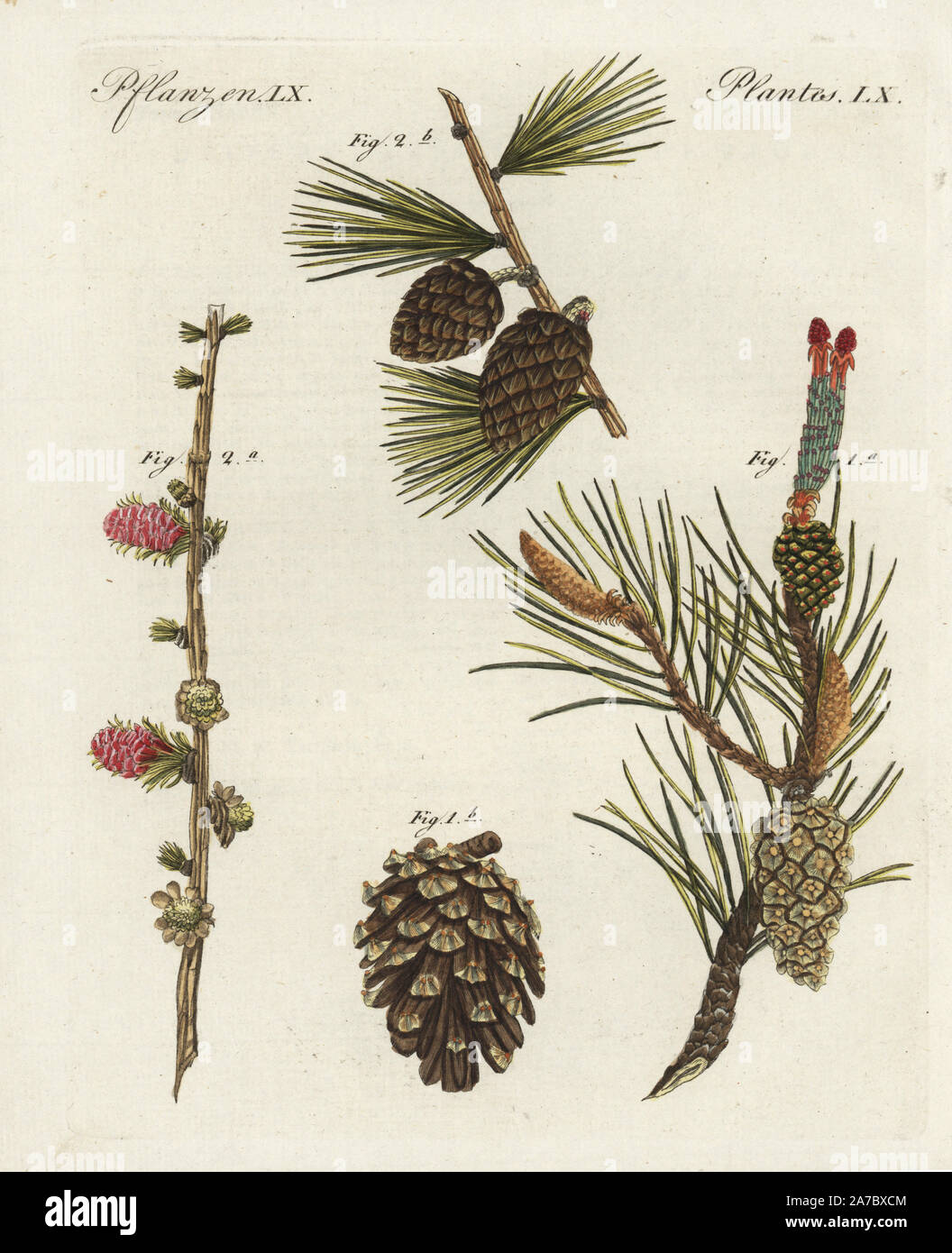 Scots pine tree, Pinus sylvestris, flower 1a and cone 1b, and common European larch tree, Larix decidua, flower 2a and cone 2b. Handcoloured copperplate engraving from Bertuch's 'Bilderbuch fur Kinder' (Picture Book for Children), Weimar, 1798. Friedrich Johann Bertuch (1747-1822) was a German publisher and man of arts most famous for his 12-volume encyclopedia for children illustrated with 1,200 engraved plates on natural history, science, costume, mythology, etc., published from 1790-1830. Stock Photo