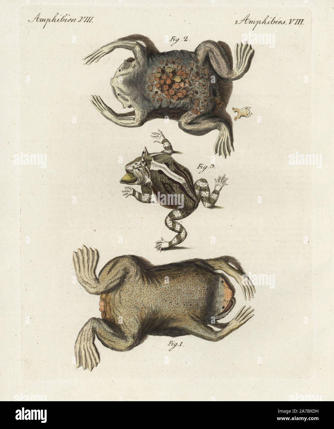 Surinam toad, Pipa pipa, male 1 and female with eggs on its back 2, and Surinam horned frog, Ceratophrys cornuta 3. Handcoloured copperplate engraving from Bertuch's 'Bilderbuch fur Kinder' (Picture Book for Children), Weimar, 1798. Friedrich Johann Bertuch (1747-1822) was a German publisher and man of arts most famous for his 12-volume encyclopedia for children illustrated with 1,200 engraved plates on natural history, science, costume, mythology, etc., published from 1790-1830. Stock Photo