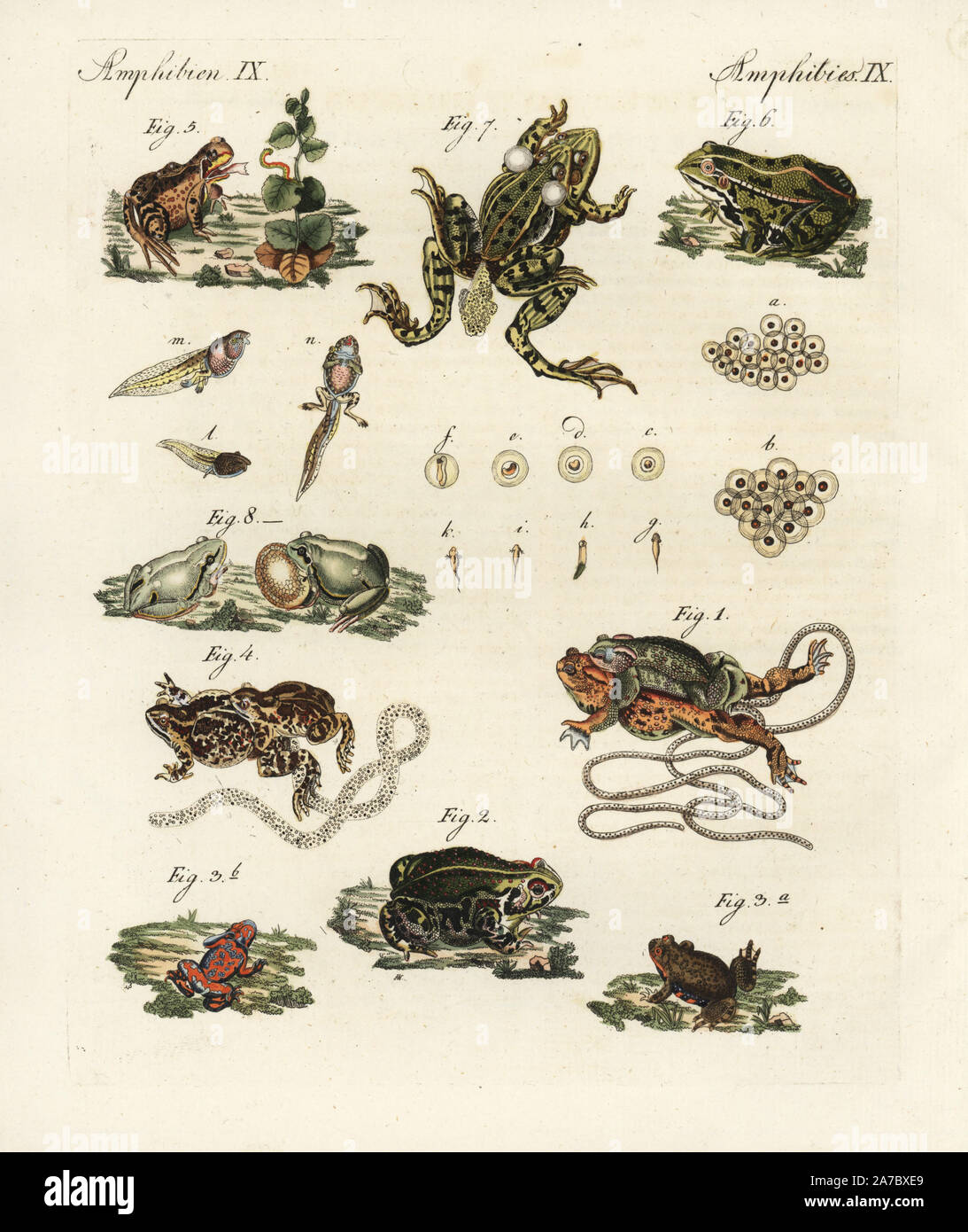 Common toad, Bufo bufo 1, natterjack toad, Bufo calamita 2, fire-bellied toad, Bombina bombina 3, lineated frog, Leptodactylus fuscus 4, common frog, Rana temporaria 5, edible frog, Pelophylax esculentus 6,7, tree frog, Hyla arborea 8. Handcoloured copperplate engraving from Bertuch's 'Bilderbuch fur Kinder' (Picture Book for Children), Weimar, 1798. Friedrich Johann Bertuch (1747-1822) was a German publisher and man of arts most famous for his 12-volume encyclopedia for children illustrated with 1,200 engraved plates on natural history, science, costume, mythology, etc., published from 1790-1 Stock Photo