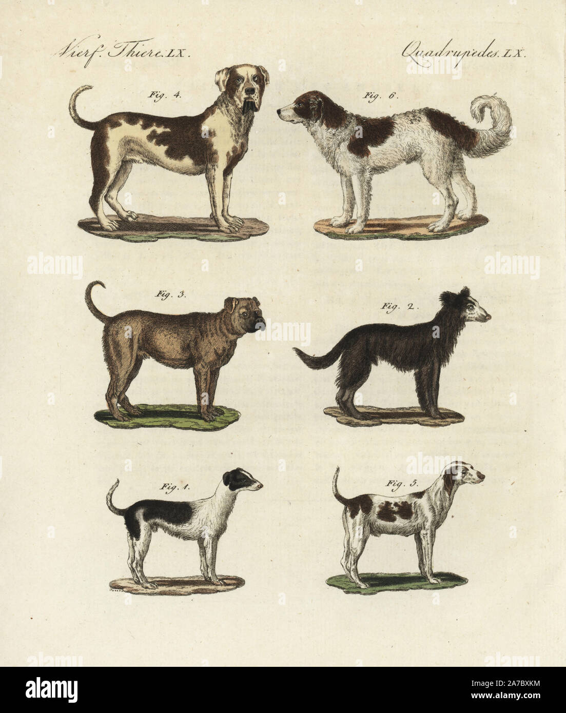 Domestic dog 1, sheepdog 2, Molussan dog 3, mastiff 4, spaniel or pointer 5, and Newfoundland dog 6. Handcoloured copperplate engraving from Bertuch's 'Bilderbuch fur Kinder' (Picture Book for Children), Weimar, 1798. Friedrich Johann Bertuch (1747-1822) was a German publisher and man of arts most famous for his 12-volume encyclopedia for children illustrated with 1,200 engraved plates on natural history, science, costume, mythology, etc., published from 1790-1830. Stock Photo