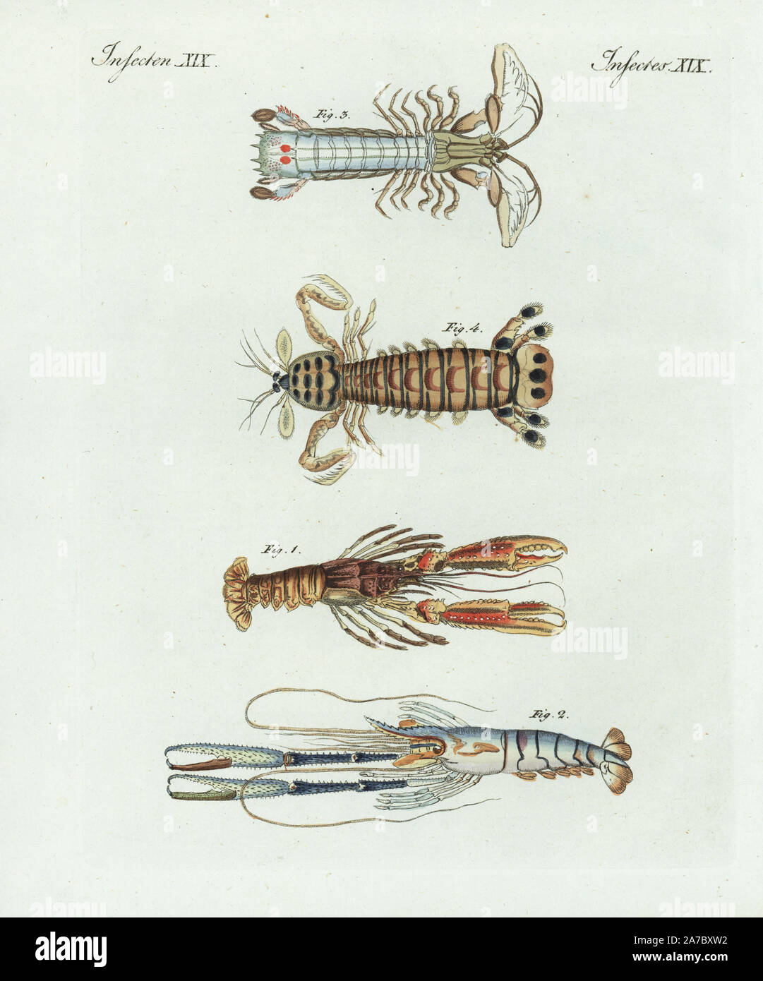 Scampi, Nephrops norvegicus 1, shrimp, Macrobrachium carcinus 2, crayfish species 3, and mantis shrimp, Squilla mantis 4. Handcoloured copperplate engraving from Bertuch's 'Bilderbuch fur Kinder' (Picture Book for Children), Weimar, 1798. Friedrich Johann Bertuch (1747-1822) was a German publisher and man of arts most famous for his 12-volume encyclopedia for children illustrated with 1,200 engraved plates on natural history, science, costume, mythology, etc., published from 1790-1830. Stock Photo