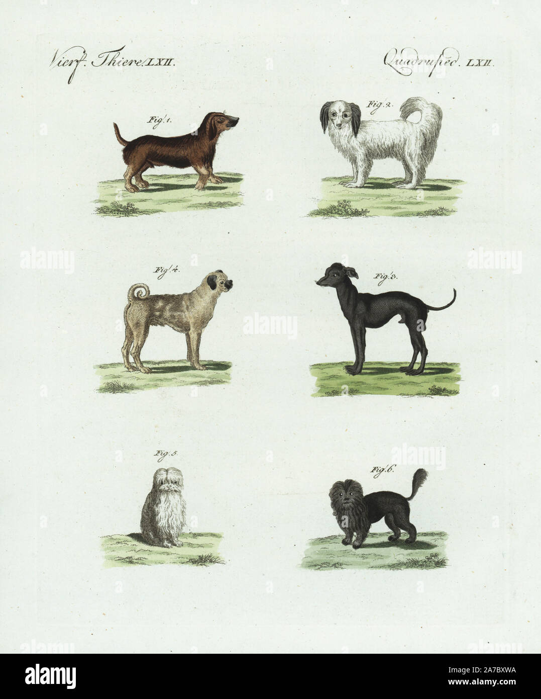 Dachshund 1, Braque pointer 2, Anatolian shepherd dog 3, Doguin of Bordeaux 4, Maltese dog 5, and lion dog or chow chow 6. Handcoloured copperplate engraving from Bertuch's 'Bilderbuch fur Kinder' (Picture Book for Children), Weimar, 1798. Friedrich Johann Bertuch (1747-1822) was a German publisher and man of arts most famous for his 12-volume encyclopedia for children illustrated with 1,200 engraved plates on natural history, science, costume, mythology, etc., published from 1790-1830. Stock Photo