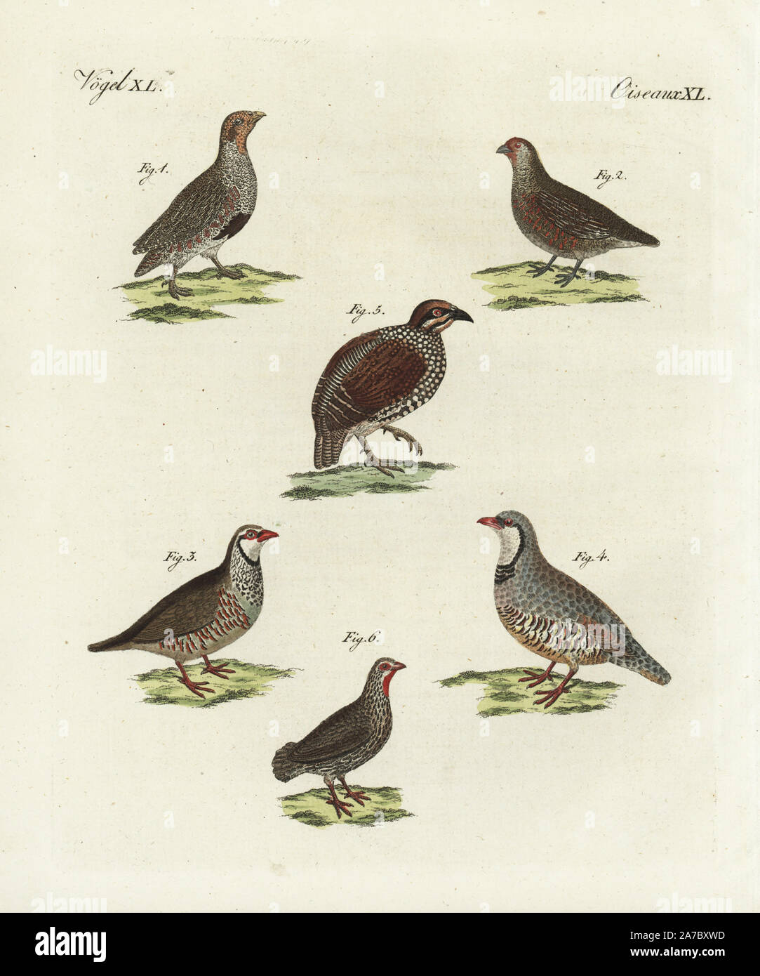 Grey partridge, Perdix perdix, male 1 and female 2, red-legged partridge, Alectoris rufa 3, rock partridge, Alectoris graeca 4, Chinese Francolin, Francolinus pintadeanus 5, and red-necked spurfowl, Pternistis afer 6. Handcoloured copperplate engraving from Bertuch's 'Bilderbuch fur Kinder' (Picture Book for Children), Weimar, 1798. Friedrich Johann Bertuch (1747-1822) was a German publisher and man of arts most famous for his 12-volume encyclopedia for children illustrated with 1,200 engraved plates on natural history, science, costume, mythology, etc., published from 1790-1830. Stock Photo