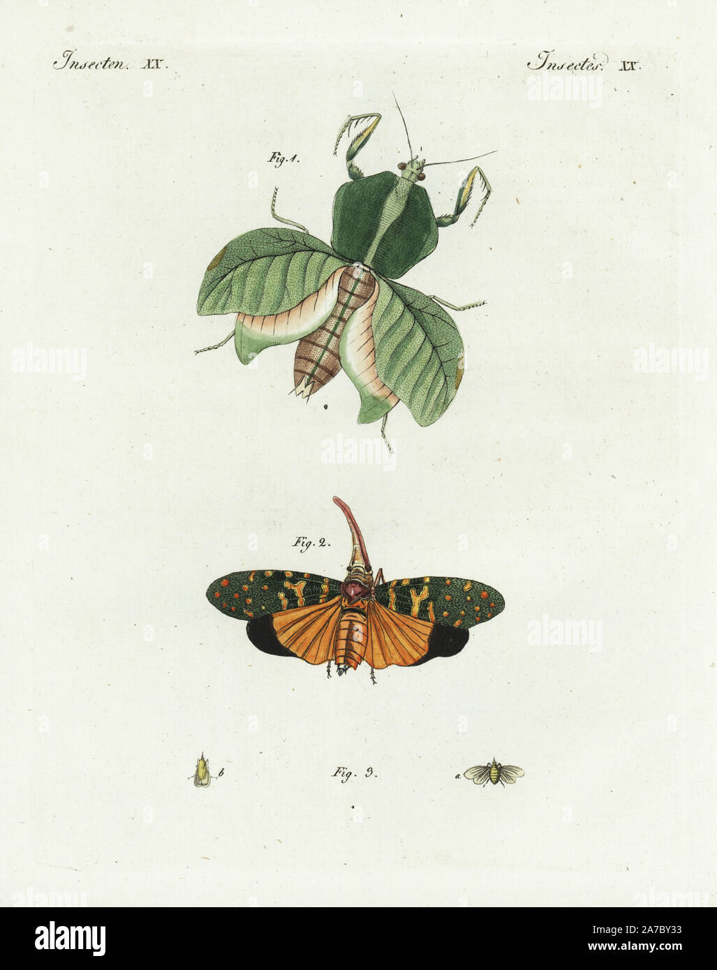 Leaf mantis, Choeradodis strumaria 1, lantern fly, Fulgora laternaria 2, and european lantern fly, Dictyophara europaea 3. Handcoloured copperplate engraving from Bertuch's 'Bilderbuch fur Kinder' (Picture Book for Children), Weimar, 1798. Friedrich Johann Bertuch (1747-1822) was a German publisher and man of arts most famous for his 12-volume encyclopedia for children illustrated with 1,200 engraved plates on natural history, science, costume, mythology, etc., published from 1790-1830. Stock Photo
