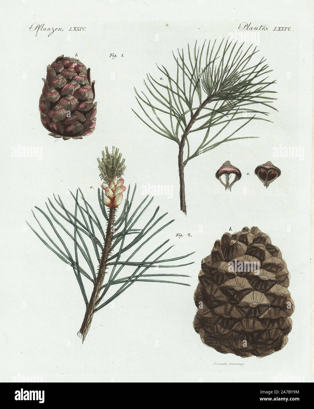 Swiss pine or arolla pine, Pinus cembra 1, branch with flower a, cone b, nut c, and stone pine, Pinus pinea 2, branch a, cone b. Handcoloured copperplate engraving from Bertuch's 'Bilderbuch fur Kinder' (Picture Book for Children), Weimar, 1798. Friedrich Johann Bertuch (1747-1822) was a German publisher and man of arts most famous for his 12-volume encyclopedia for children illustrated with 1,200 engraved plates on natural history, science, costume, mythology, etc., published from 1790-1830. Stock Photo
