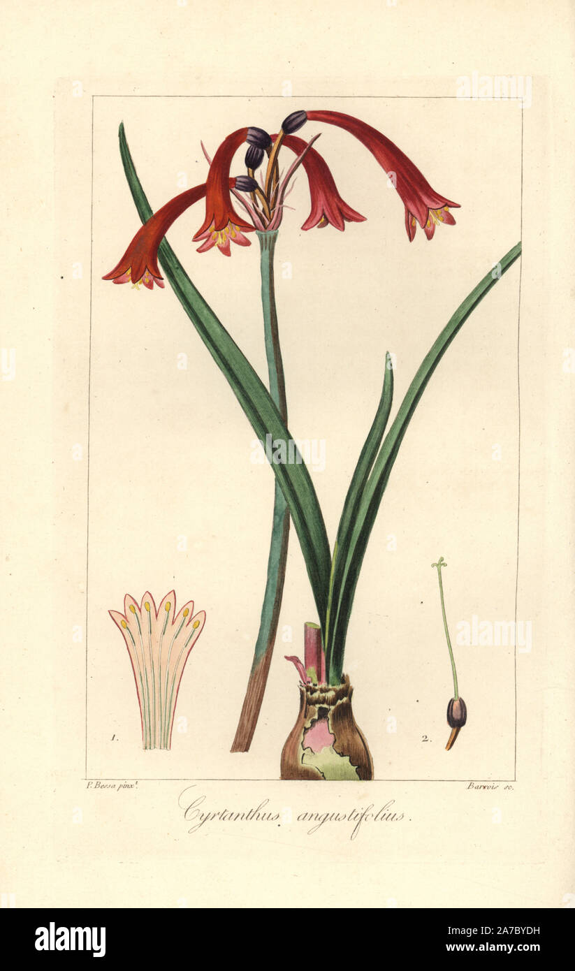 Cyrtanthus angustifolius, amaryllis native to South Africa. Handcoloured stipple copperplate engraving by Barrois from a botanical illustration by Pancrace Bessa from Mordant de Launay's 'Herbier General de l'Amateur,' Audot, Paris, 1820. The Herbier was published from 1810 to 1827 and edited by Mordant de Launay and Loiseleur-Deslongchamps. Bessa (1772-1830s), along with Redoute and Turpin, is considered one of the greatest French botanical artists of the 19th century. Stock Photo