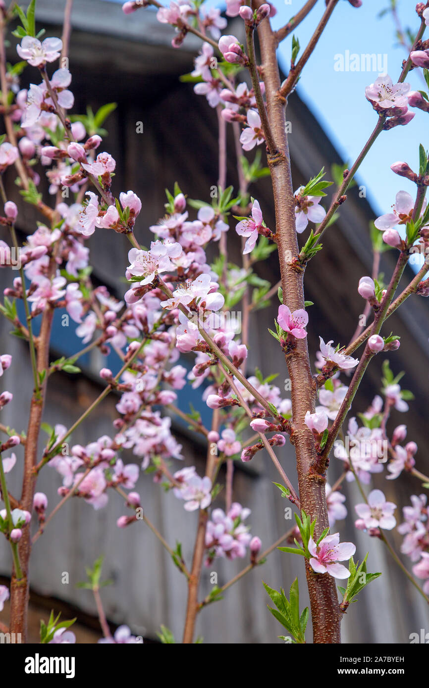 Fruit orchard at spring time with blossoming peach trees. Close up view