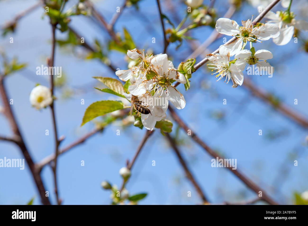 Orchard at spring time. Close up view of honeybee on white flower of cherry tree blossoms collecting pollen and nectar to make sweet honey. Small gree Stock Photo