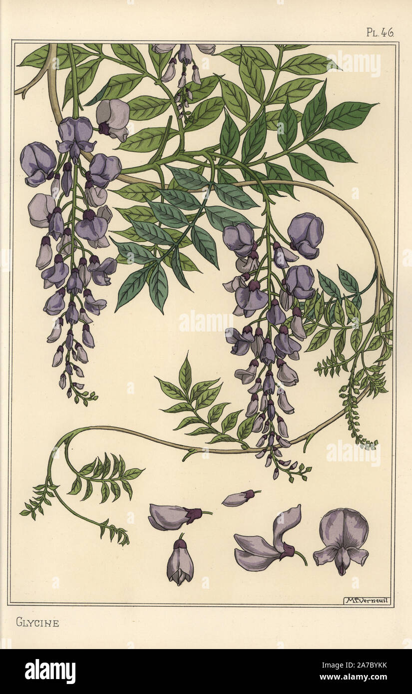 Glycine botanical study. Lithograph by M. P. Verneuil with pochoir (stencil) handcoloring from Eugene Grasset's “Plants and their Application to Ornament,” Paris, 1897. Eugene Grasset (1841-1917) was a Swiss artist whose innovative designs inspired the “art nouveau” movement at the end of the 19th century. Stock Photo