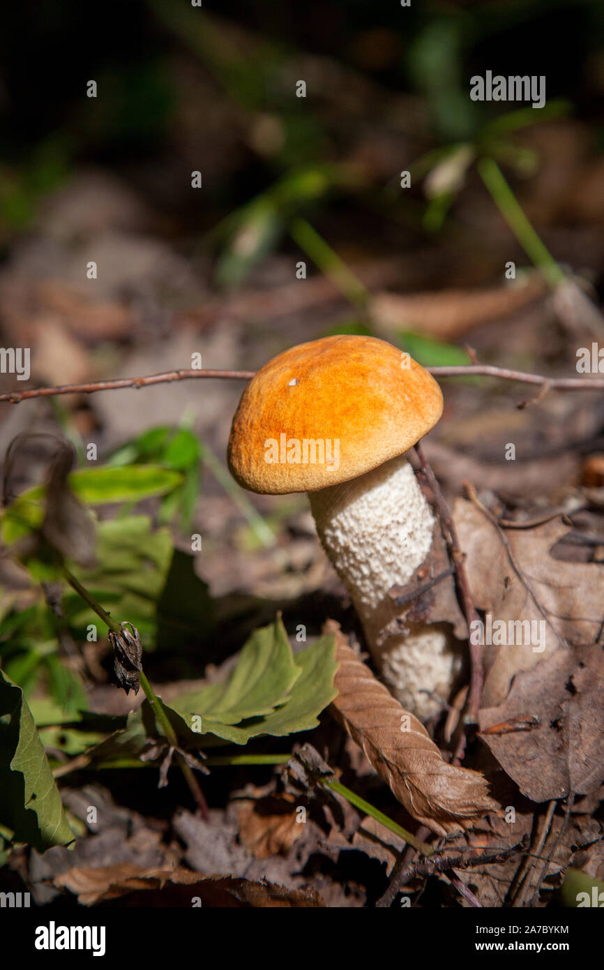 Orange bonnet mushroom hi-res stock photography and images - Alamy