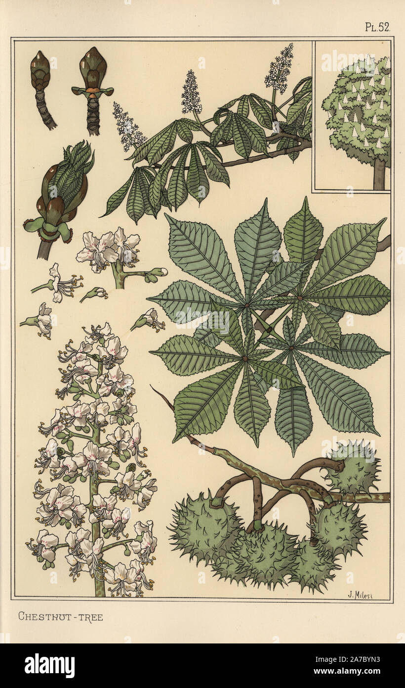 Chestnut tree botanical study. Lithograph by J. Milesi with pochoir (stencil) handcoloring from Eugene Grasset's “Plants and their Application to Ornament,” Paris, 1897. Eugene Grasset (1841-1917) was a Swiss artist whose innovative designs inspired the “art nouveau” movement at the end of the 19th century. Stock Photo
