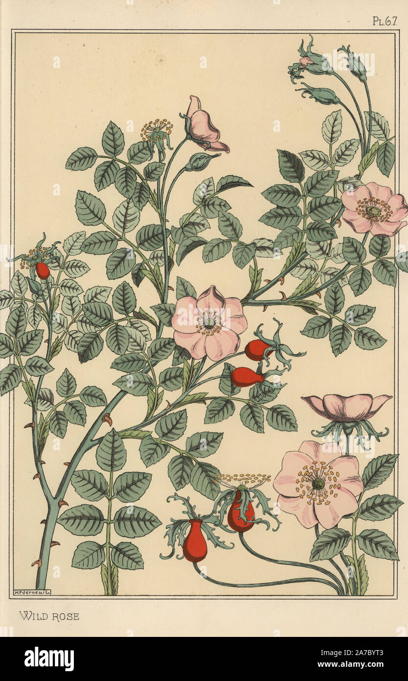 Wild rose botanical study. Lithograph by M. P. Verneuil with pochoir (stencil) handcoloring from Eugene Grasset's “Plants and their Application to Ornament,” Paris, 1897. Eugene Grasset (1841-1917) was a Swiss artist whose innovative designs inspired the “art nouveau” movement at the end of the 19th century. Stock Photo
