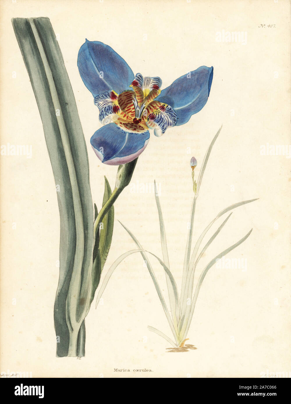 Walking iris, Neomarica caerulea. Handcoloured copperplate engraving by George Cooke from an illustration by George Loddiges from Conrad Loddiges' Botanical Cabinet, London, 1810. Stock Photo