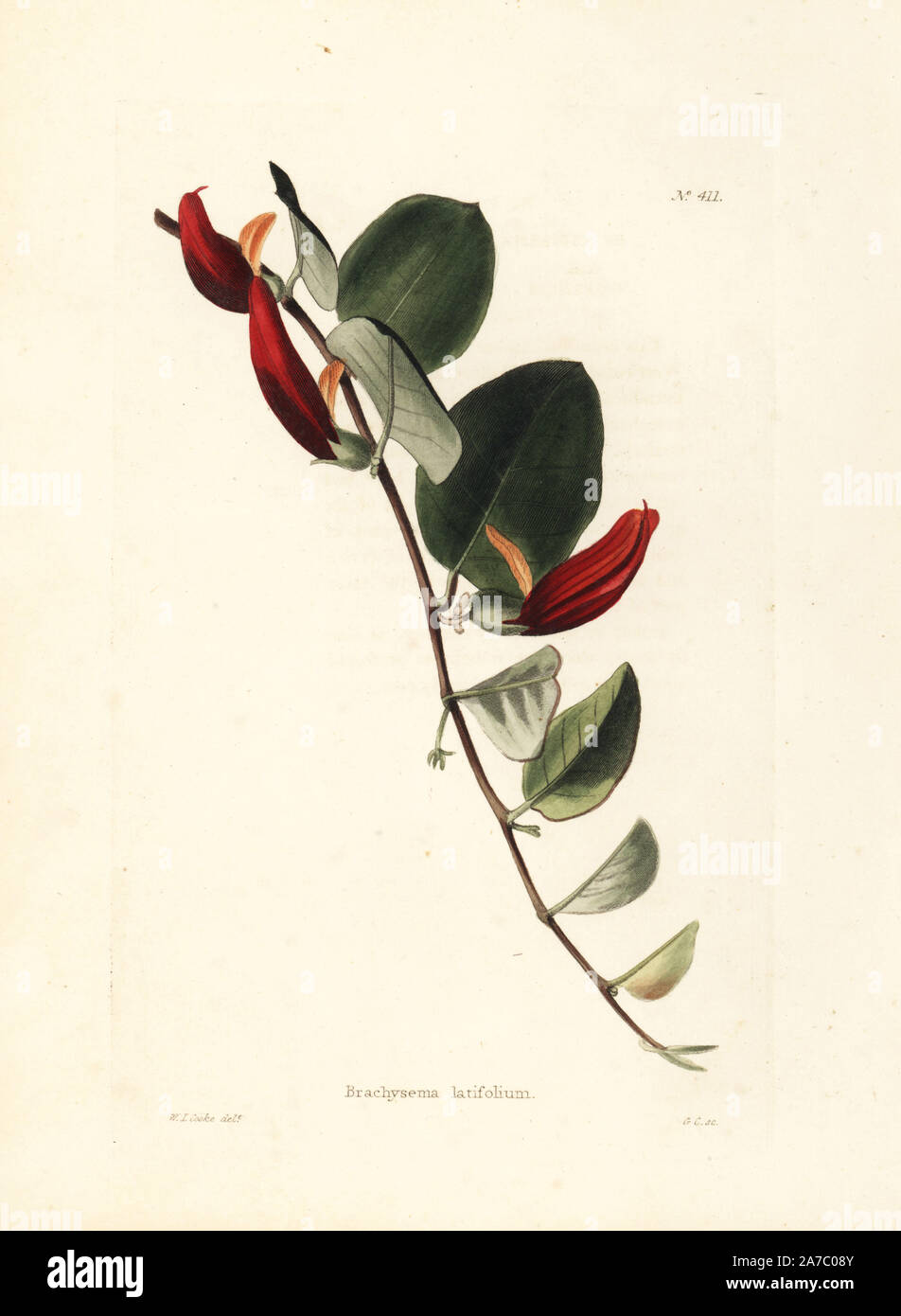 Broad-leaved brachysema, Gastrolobium minus. Handcoloured copperplate engraving by George Cooke from an illustration by W.I. Cooke from Conrad Loddiges' Botanical Cabinet, London, 1810. Stock Photo