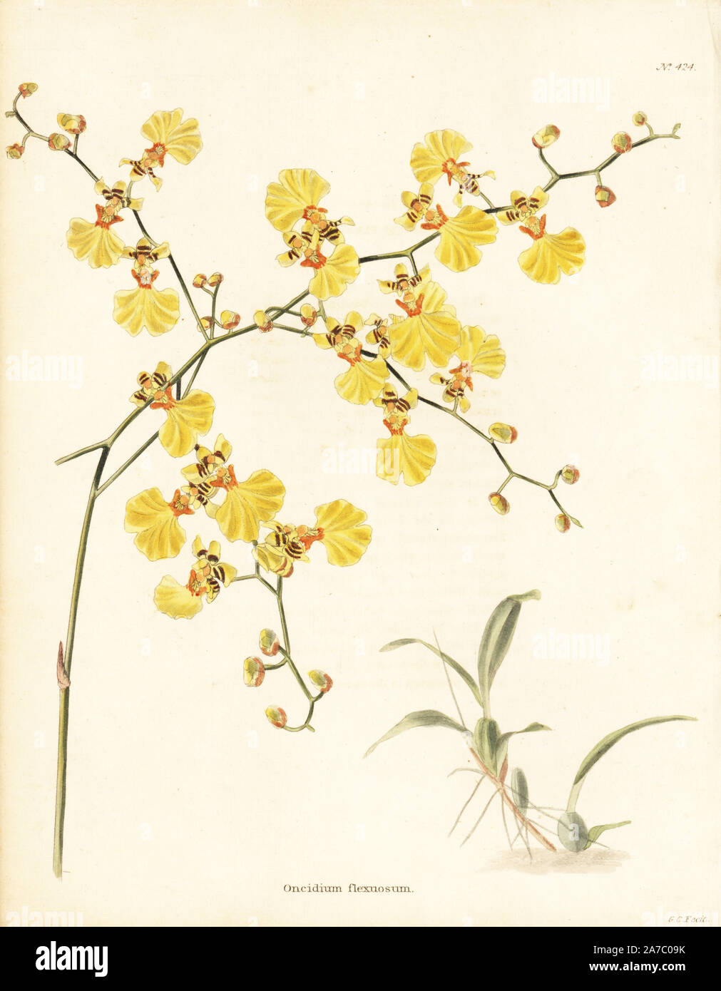 Golden shower orchid, Oncidium flexuosum. Handcoloured copperplate engraving by George Cooke from Conrad Loddiges' Botanical Cabinet, London, 1810. Stock Photo