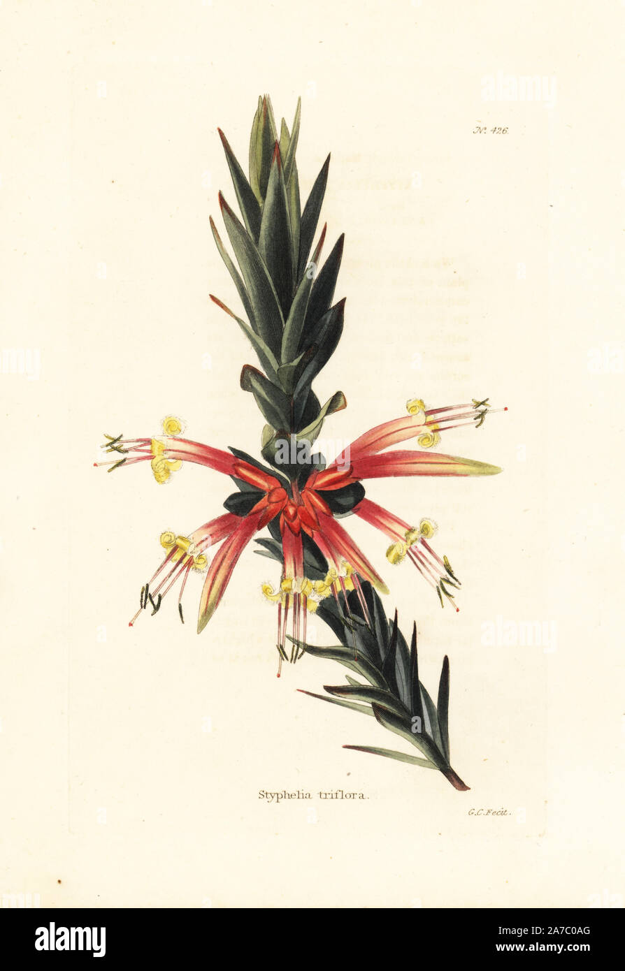 Pink five corners, Styphelia triflora. Handcoloured copperplate engraving by George Cooke from Conrad Loddiges' Botanical Cabinet, London, 1810. Stock Photo
