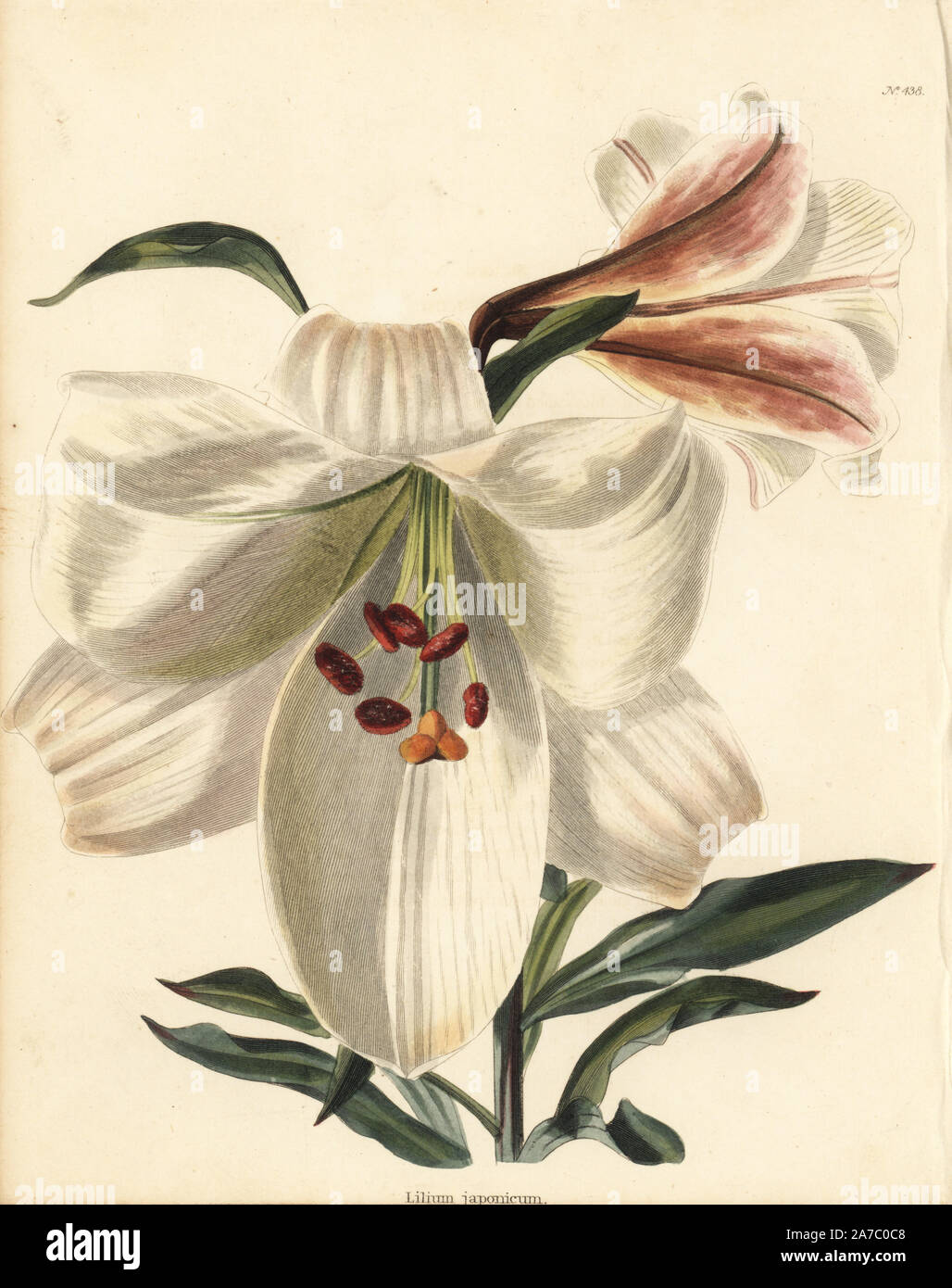 Bamboo lily, Lilium japonicum. Handcoloured copperplate engraving by George Cooke from Conrad Loddiges' Botanical Cabinet, London, 1810. Stock Photo