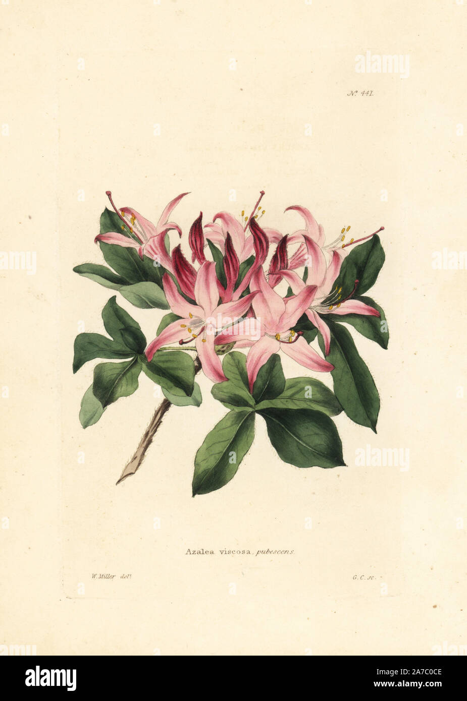 Swamp azalea, Rhododendron viscosum. Handcoloured copperplate engraving by George Cooke from an illustration by W. Miller from Conrad Loddiges' Botanical Cabinet, London, 1810. Stock Photo