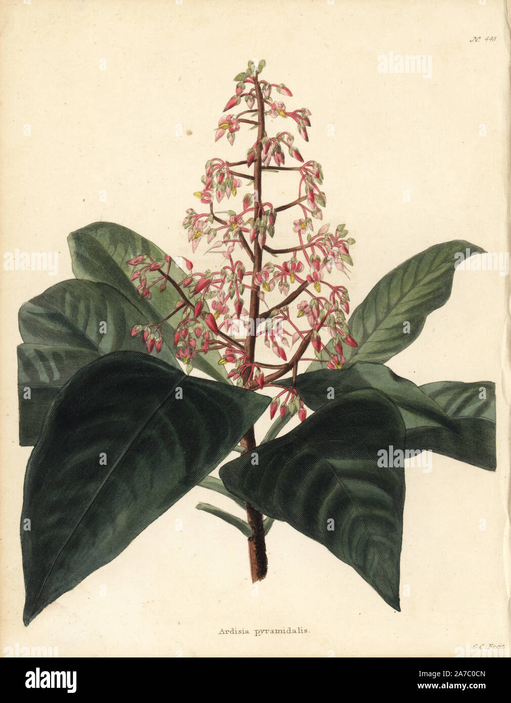 Aunasin, Ardisia pyramidalis. Handcoloured copperplate engraving by George Cooke from Conrad Loddiges' Botanical Cabinet, London, 1810. Stock Photo
