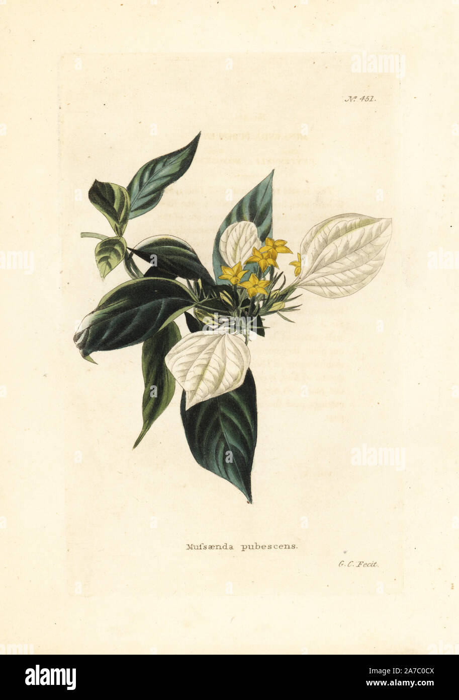 Buddha's lamp plant, Mussaenda pubescens. Handcoloured copperplate engraving by George Cooke from Conrad Loddiges' Botanical Cabinet, London, 1810. Stock Photo