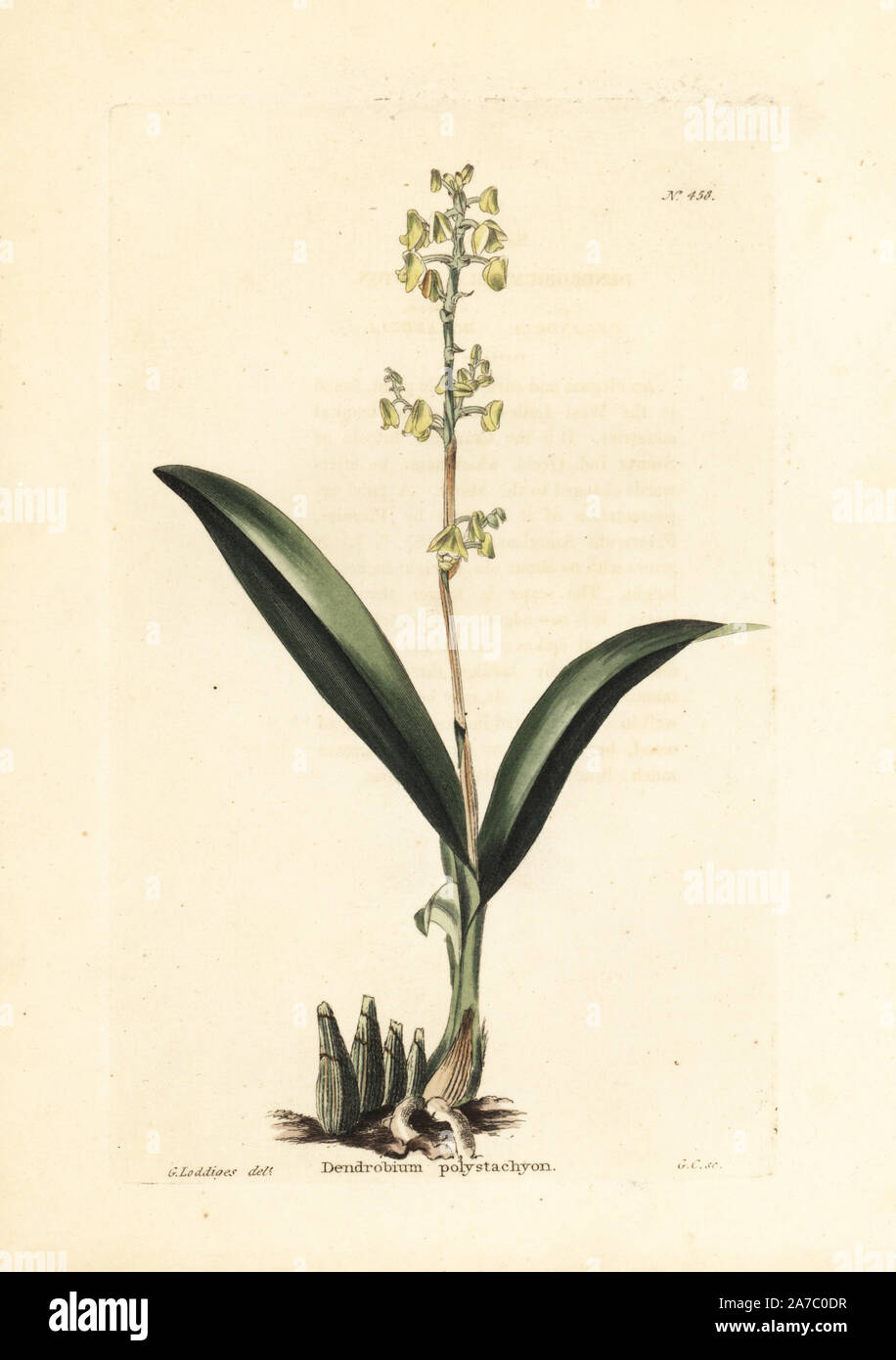 Polystachya concreta orchid. Handcoloured copperplate engraving by George Cooke after an illustration by George Loddiges from Conrad Loddiges' Botanical Cabinet, London, 1810. Stock Photo