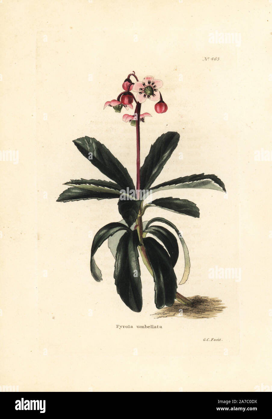Prince's pine, Chimaphila umbellata. Handcoloured copperplate engraving by George Cooke from Conrad Loddiges' Botanical Cabinet, London, 1810. Stock Photo