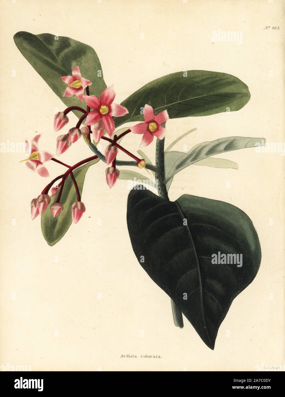 Coralberry tree, Ardisia colorata. Handcoloured copperplate engraving by George Cooke from Conrad Loddiges' Botanical Cabinet, London, 1810. Stock Photo