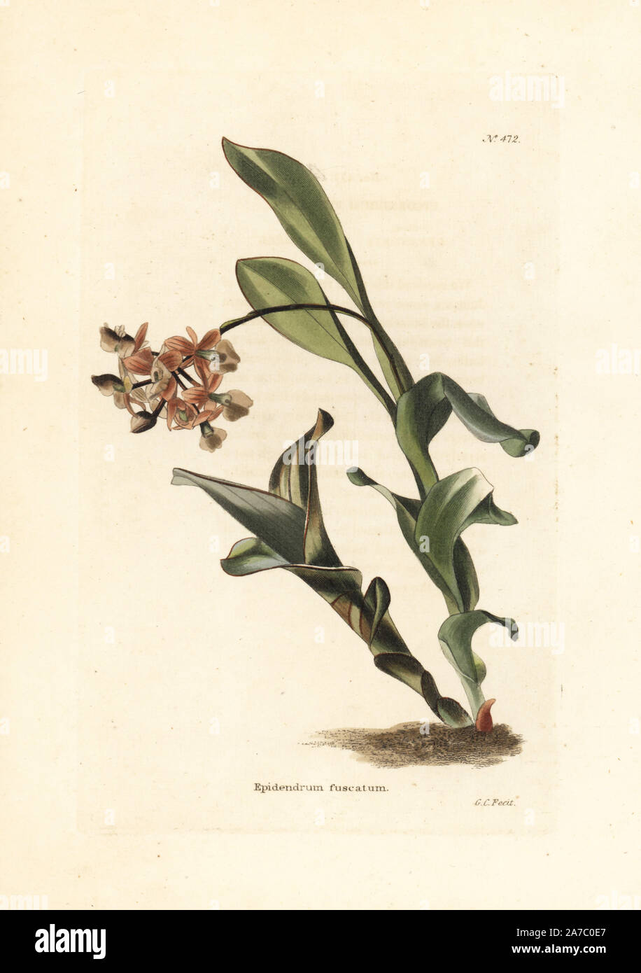 Dingy flowered orchid, Epidendrum anceps. Handcoloured copperplate engraving by George Cooke from Conrad Loddiges' Botanical Cabinet, London, 1810. Stock Photo