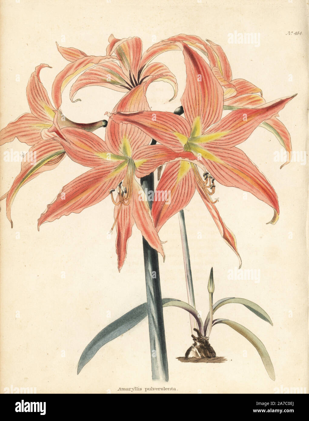 Barbados lily, Hippeastrum striatum. Handcoloured copperplate engraving by George Cooke from Conrad Loddiges' Botanical Cabinet, London, 1810. Stock Photo