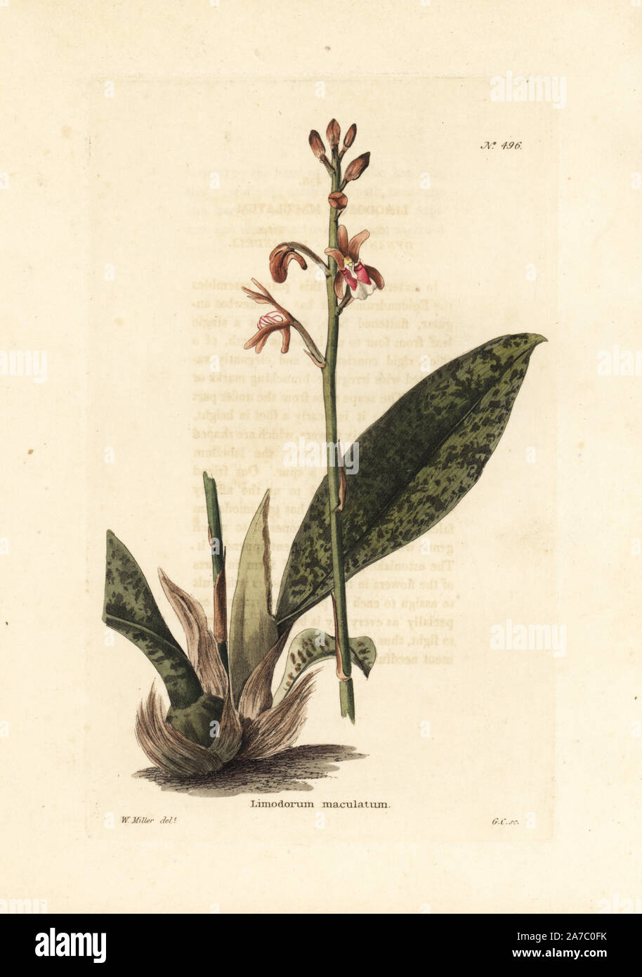 Monk orchid or African spotted orchid, Oeceoclades maculata. Handcoloured copperplate engraving by George Cooke after an illustration by W. Miller from Conrad Loddiges' Botanical Cabinet, London, 1810. Stock Photo