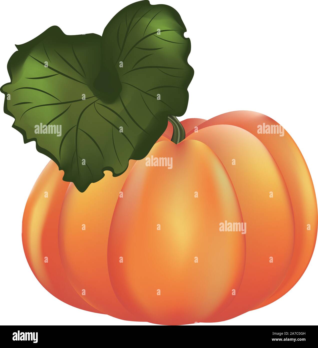 Big ripe orange pumpkin detailed illustration on white background. Stock Vector