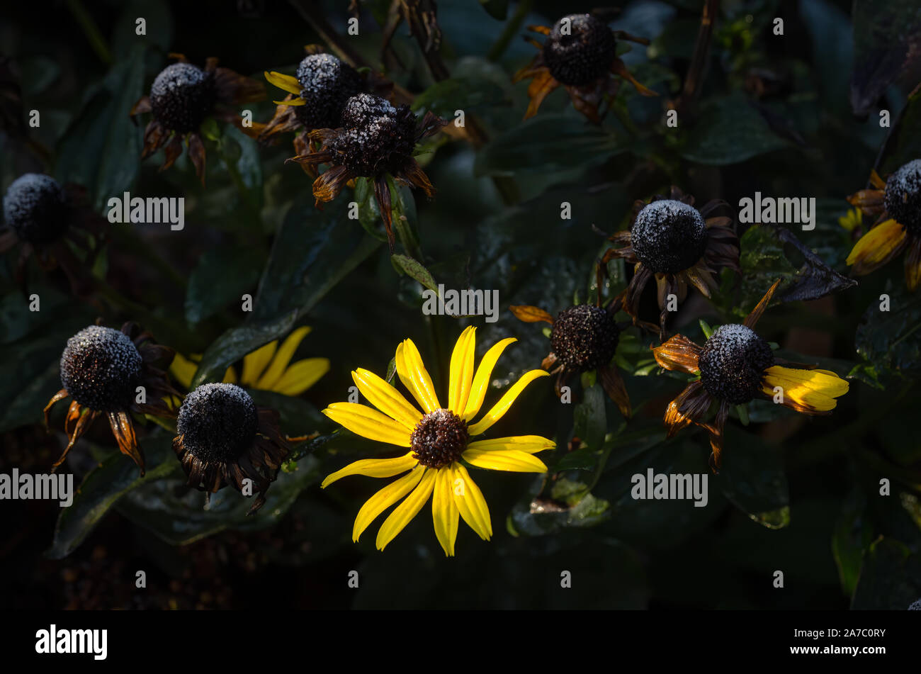 Withered flowers hi-res stock photography and images - Alamy