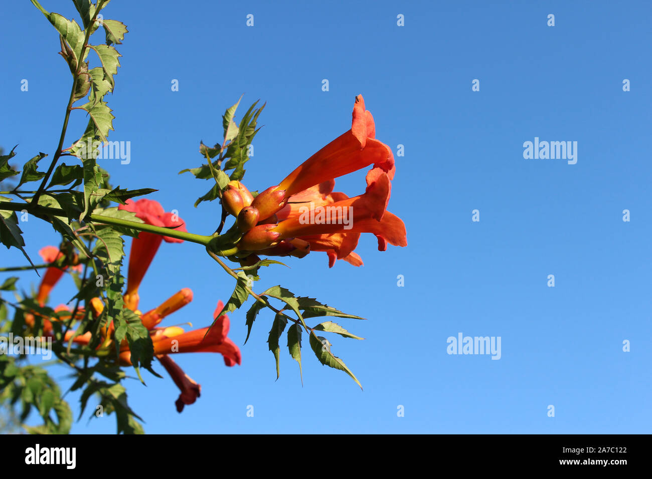 Exotic bright orange Campsis radicans flowers, also known as trumpet vine, against a background of blue sky, with copyspace. Stock Photo